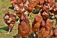 Influenza aviaire : les mesures de biosécurité pour les opérateurs professionnels et les particuliers