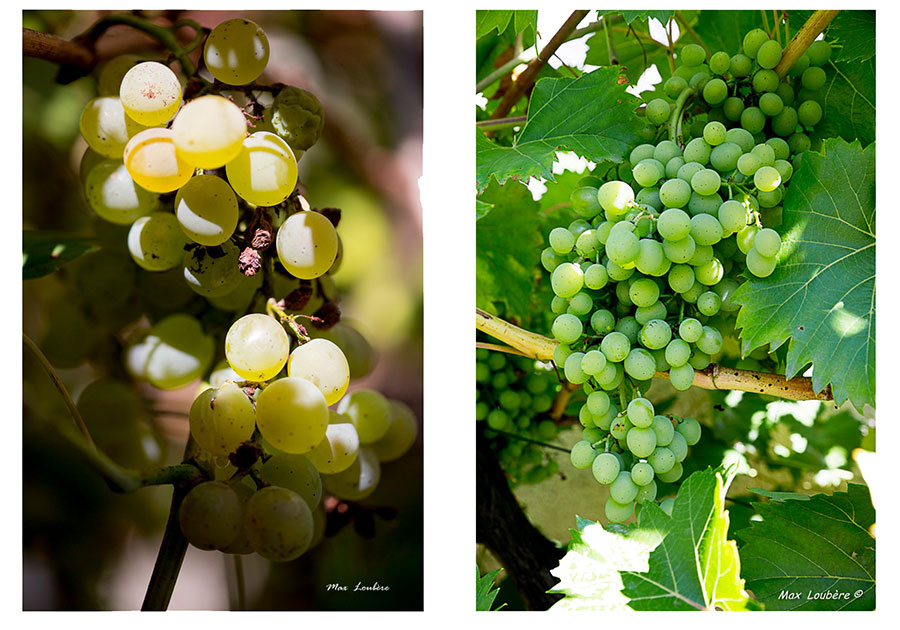 Max Loubère - photographe amateur passionné - vous présente l'exposition « Les vignes en délires » à la recherche d’ombre et de lumière