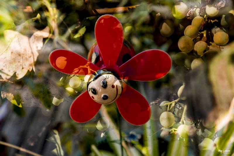 Max Loubère - photographe amateur passionné - vous présente l'exposition « Les vignes en délires » à la recherche d’ombre et de lumière