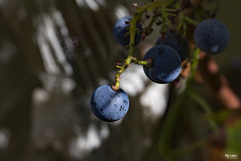 Max Loubère - photographe amateur passionné - vous présente l'exposition « Les vignes en délires » à la recherche d’ombre et de lumière