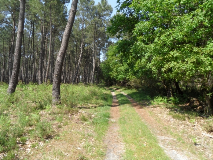 Été, nature, promenades