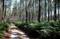 Redescente en vigilance jaune du « risque feux de forêt »