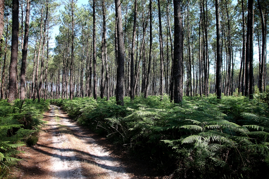 Les Landes en vigilance orange Feux de forêt