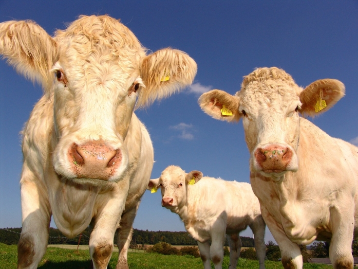 Foire Agricole et Artisanale de l'Adour : 21ème édition